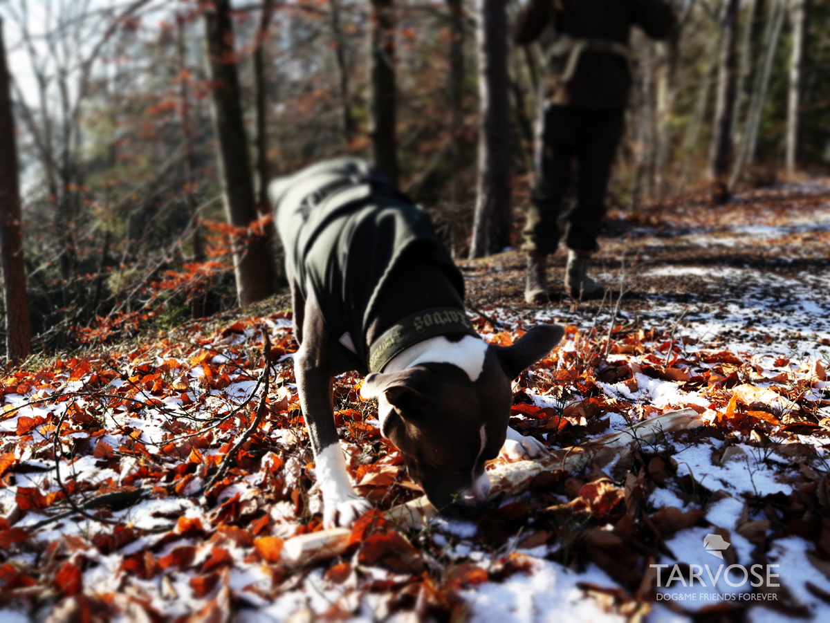výlet se psem český ráj hynšta 2