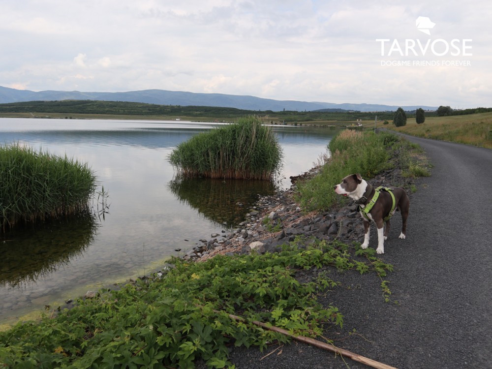 výlet se psem, jezero milada