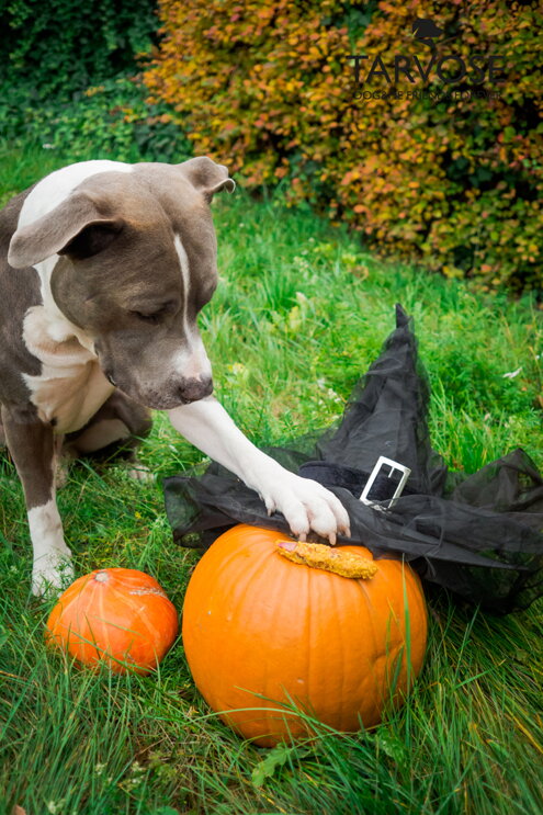 recept halloween pro psy