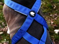 Blueberry FLY sportovní postroj Tarvose - modrá