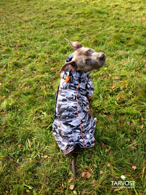 Army gray psí pláštěnka Tarvose - maskáč šedý vel.L, fena