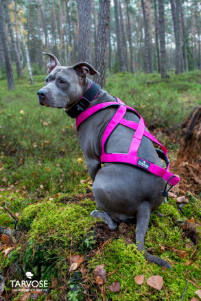 Raspberry FLY sportovní postroj Tarvose -růžová, vel. BULL M skladem