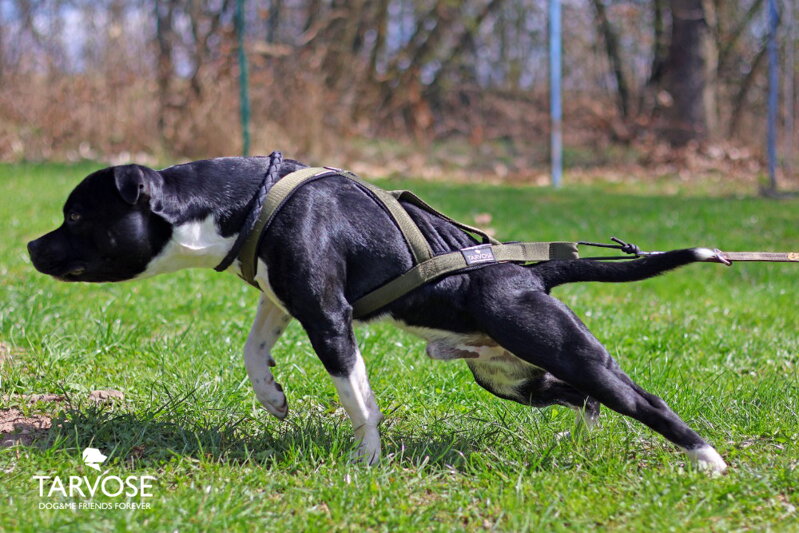 Olive FLY sportovní postroj Tarvose -olivová, vel. SBT S skladem