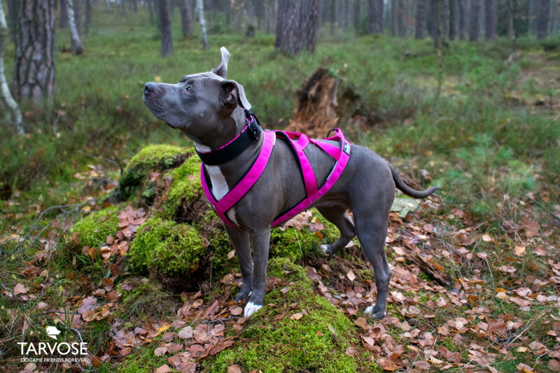 Raspberry FLY sportovní postroj Tarvose -růžová, vel. BULL M skladem