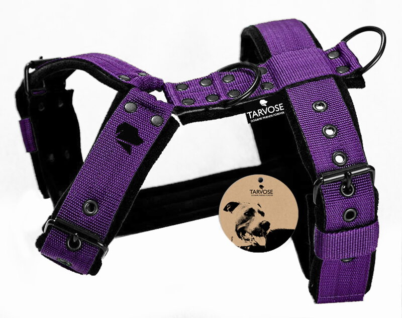 Violet postroj Tarvose - fialová,4 cm šířka, obvod hrudni do 76cm, SKLADEM