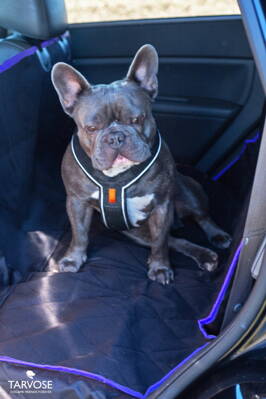 Kvalitní ochranná deka do auta pro psy - černá/modrá